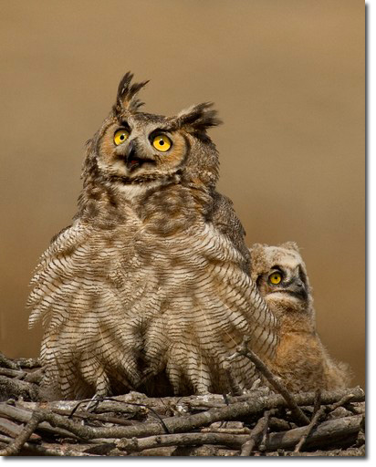 Great Horned Owl Pictures - Images - Photos