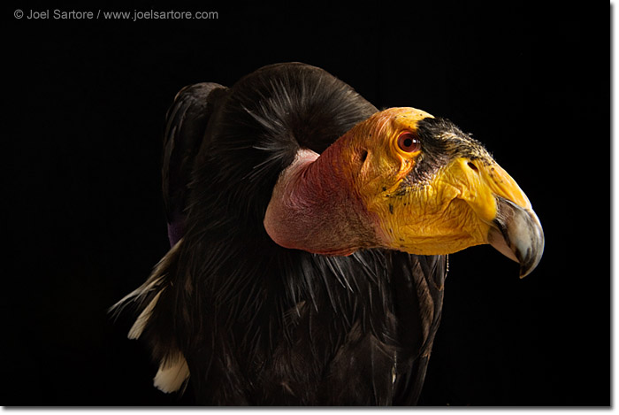 joel sartore books amazon