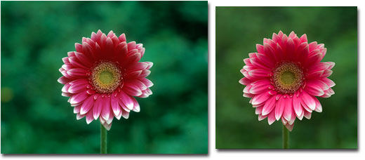 Nature Photography