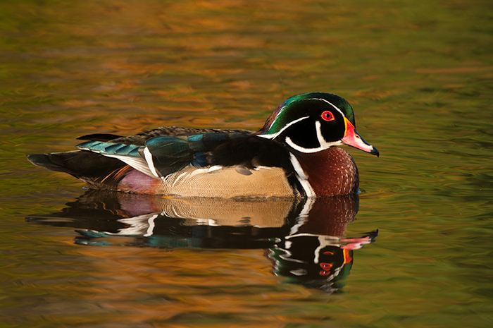 North Chagrin Reservation Wood Duck