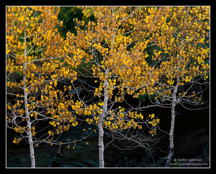 Tres Aspens