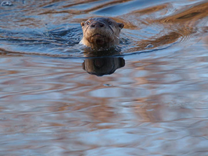 River otter