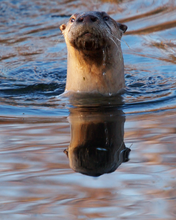 Otter 2