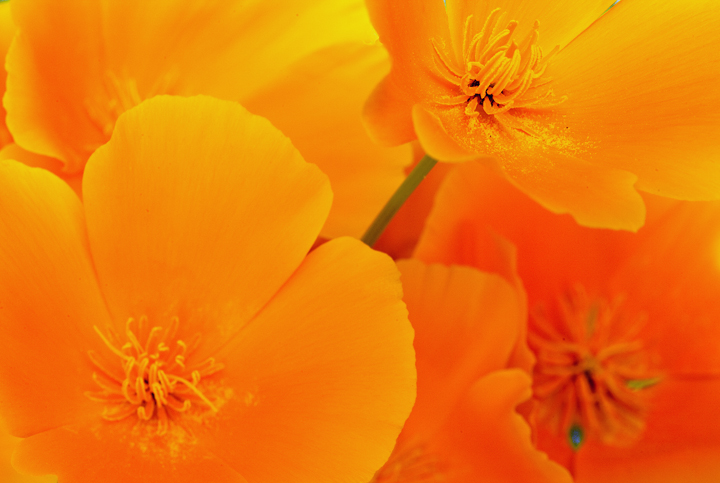 Poppies, Northern CA