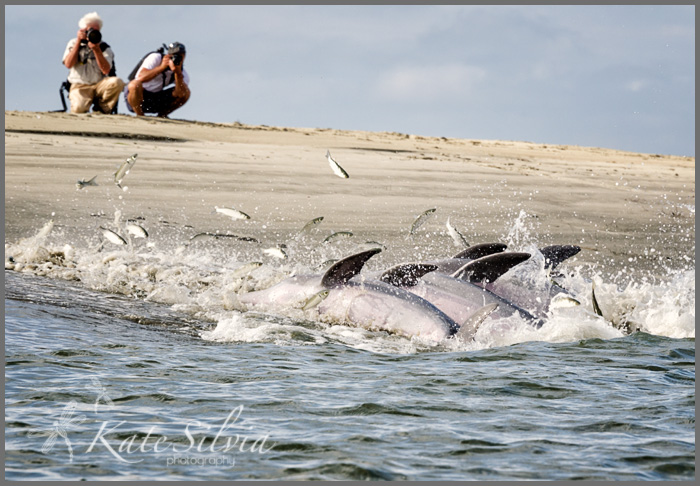 Dolphins!