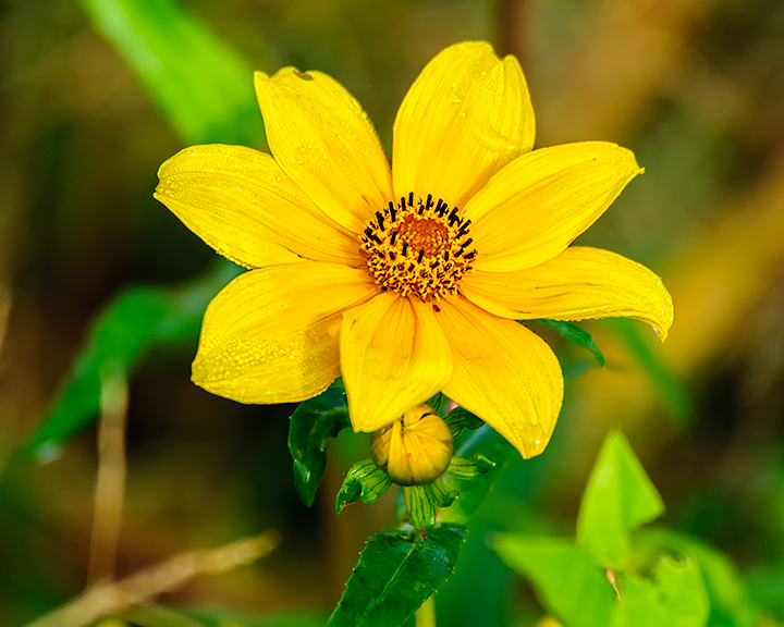 Wildflower ID?