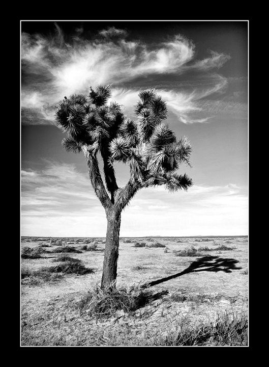 Joshua - Palmdale