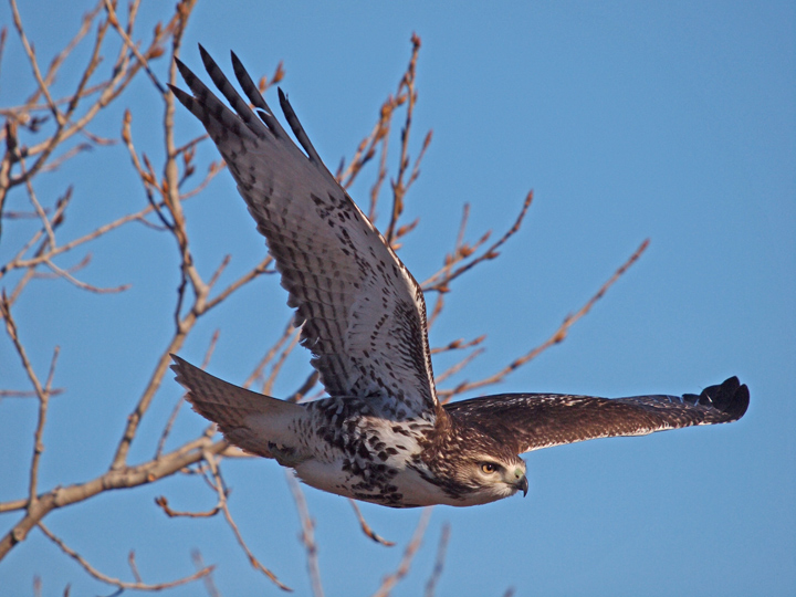 Red Tail Hawk