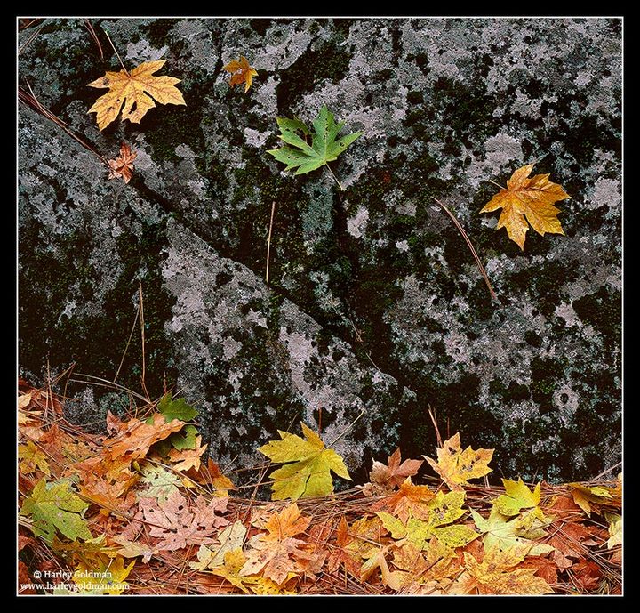 Clinging Leaves