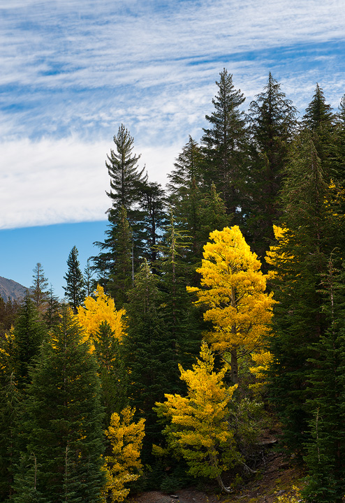 Green and Gold in Lundy Canyon