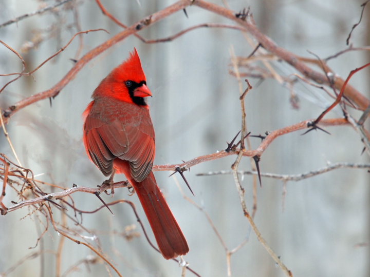 Male Cardinal