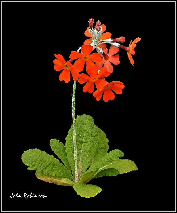 primula Cockburniana(red form)