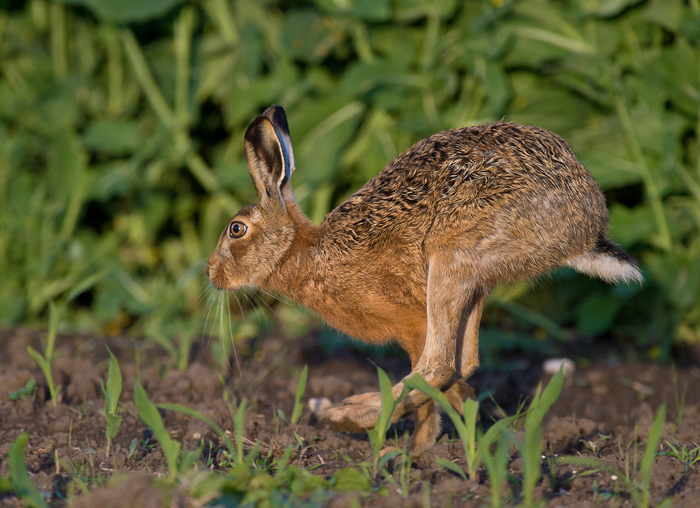 Running Hare.