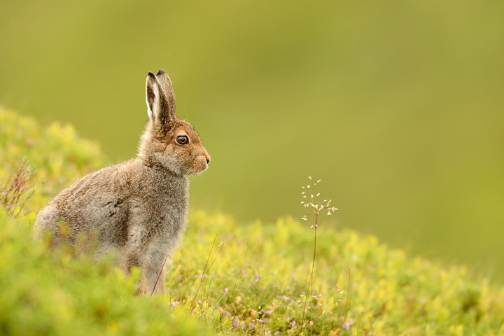 Mountain hare