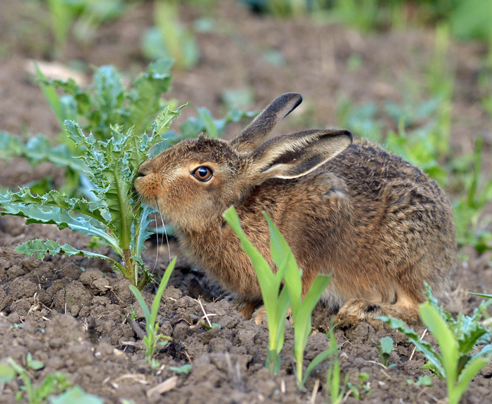 Prickly food.