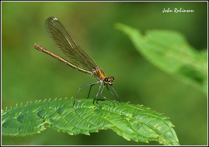 Banded demoiselle