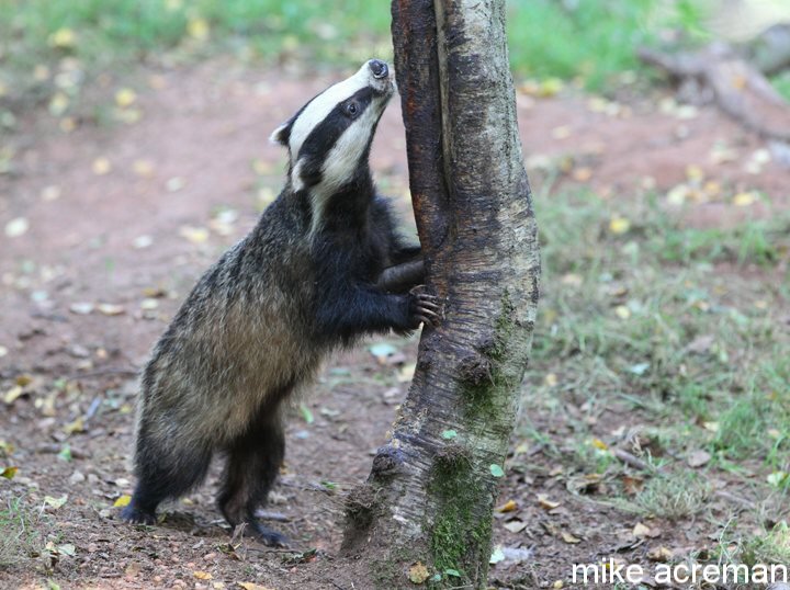 another badger