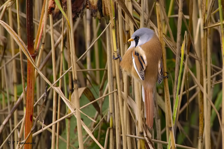 Bearded Tit