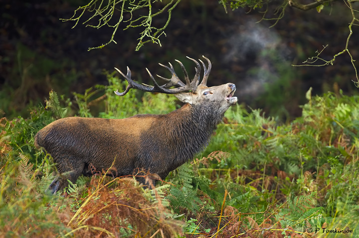 Red Deer