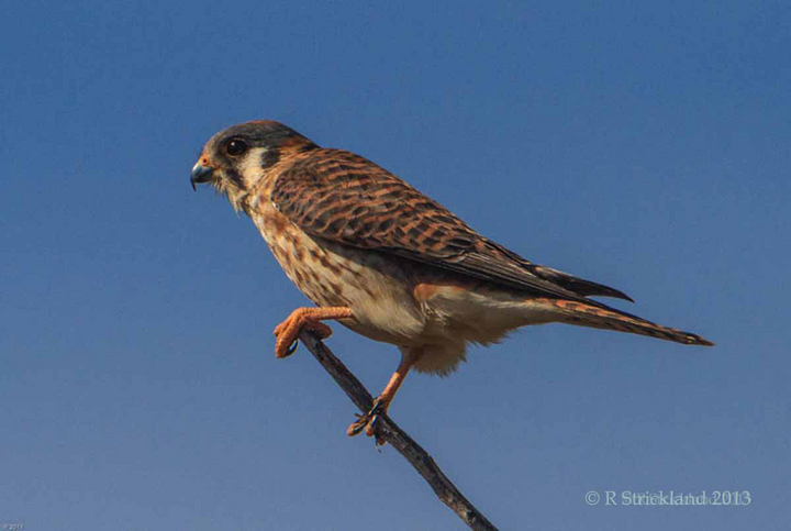 American Kestrel