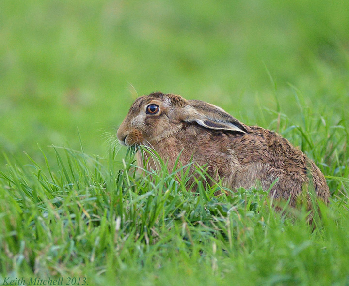 Brown hare.