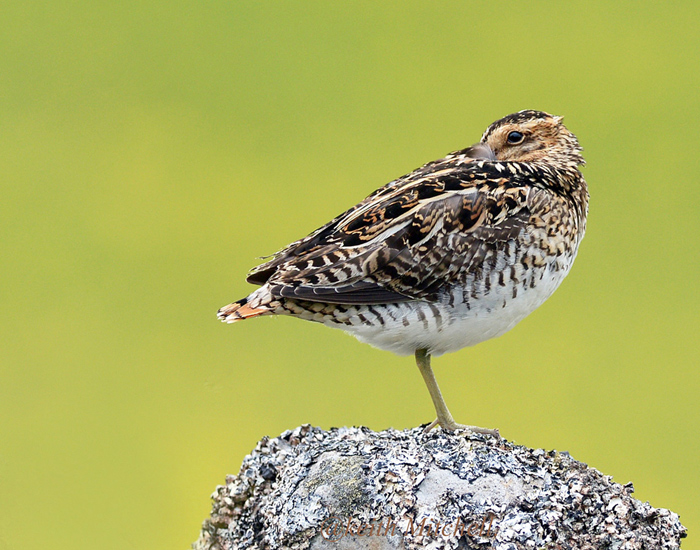 Snipe