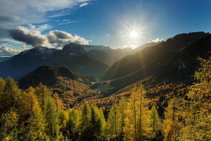 Golden larches