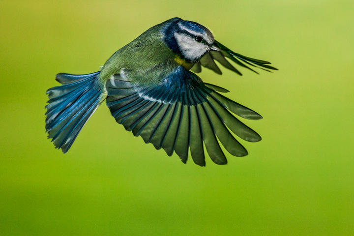 Blue tit