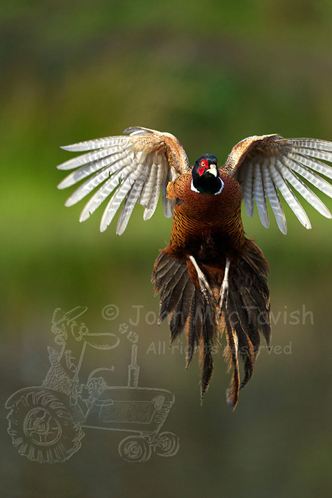 Clipped Pheasant