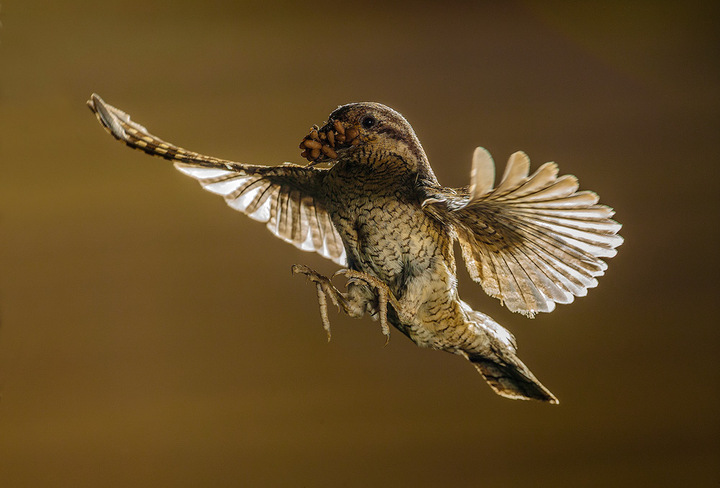 Wryneck