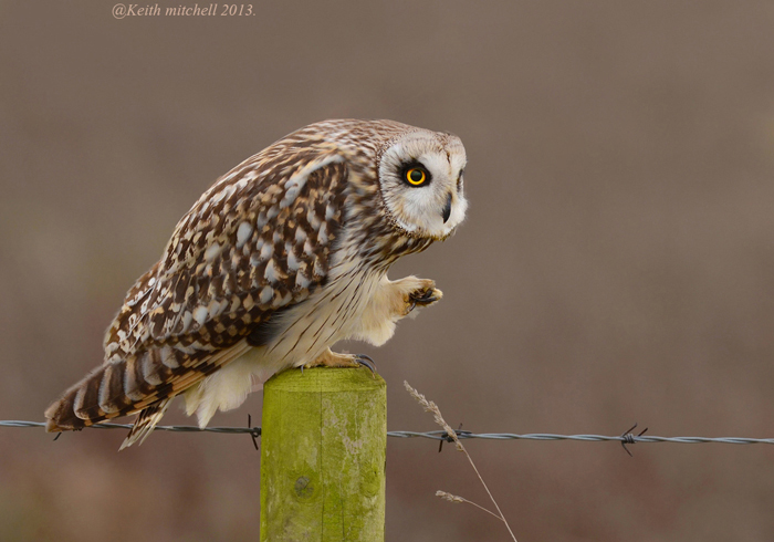 Short Eared Owl.