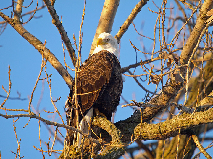 New Year Eagle Report