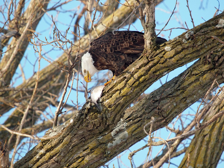 Eagle with lunch