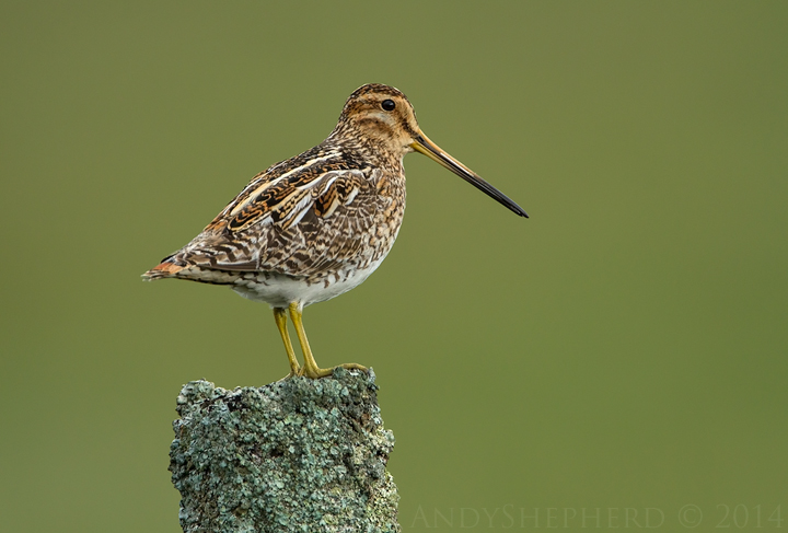 Common Snipe
