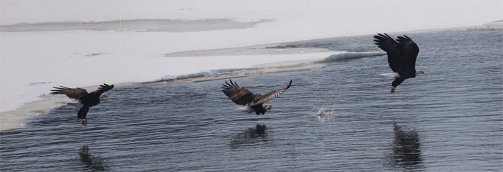Fishing Eagle