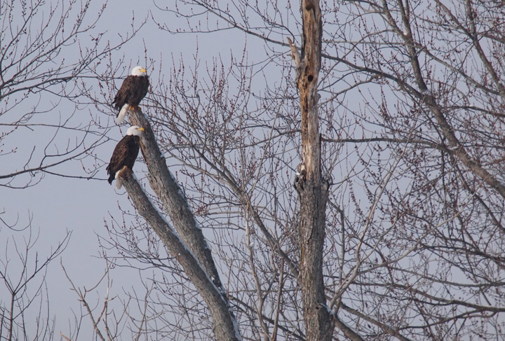 Eagles in tree