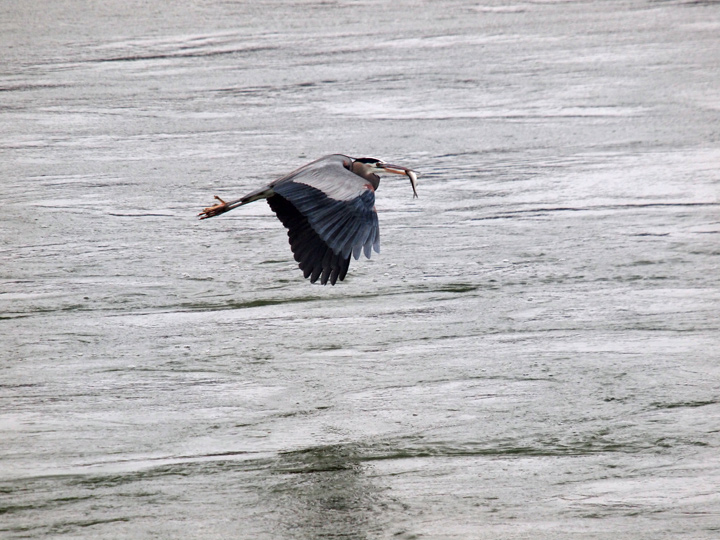 GBH W fish