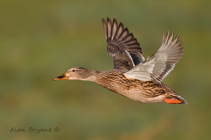 Female Mallard In-flight