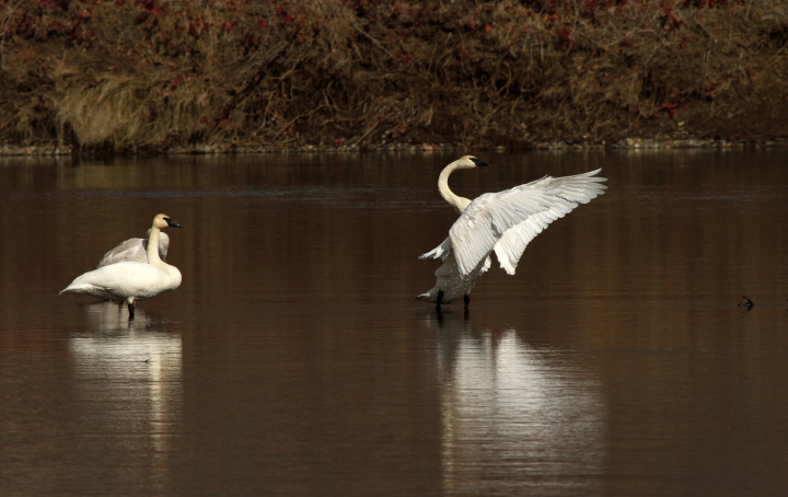 Yakima River Swans