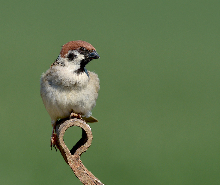 Tree Sparrow