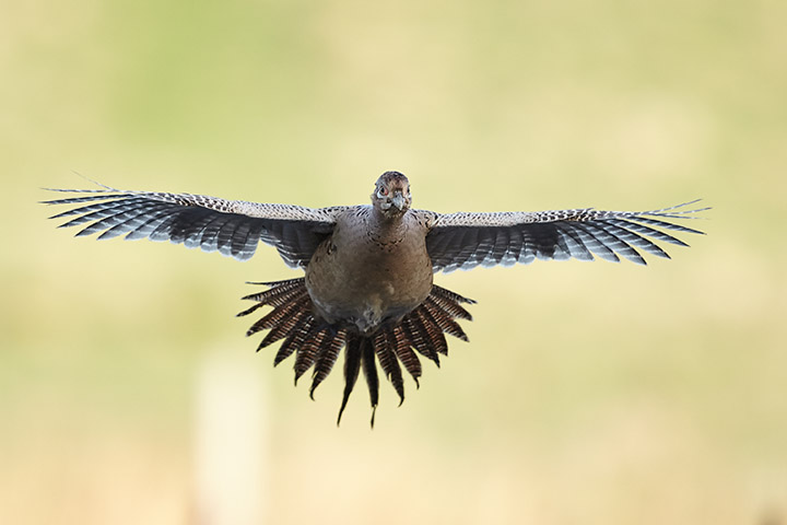 Hen Pheasant