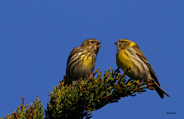 Serin  + repost