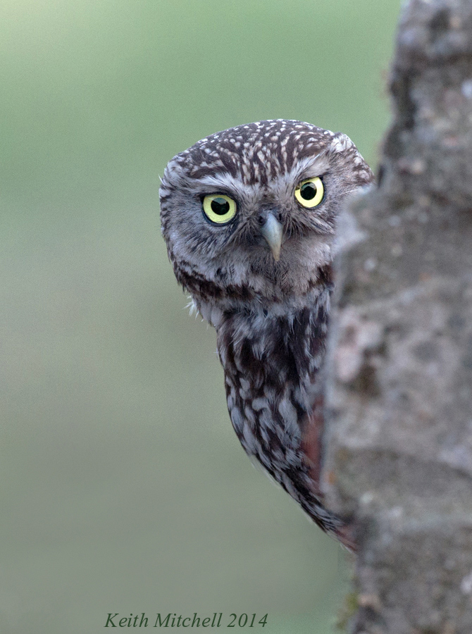 Peek-a -Boo!