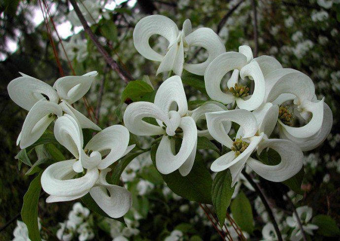 flower ID