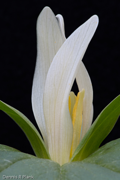 South Puget Sound Starting to Bloom