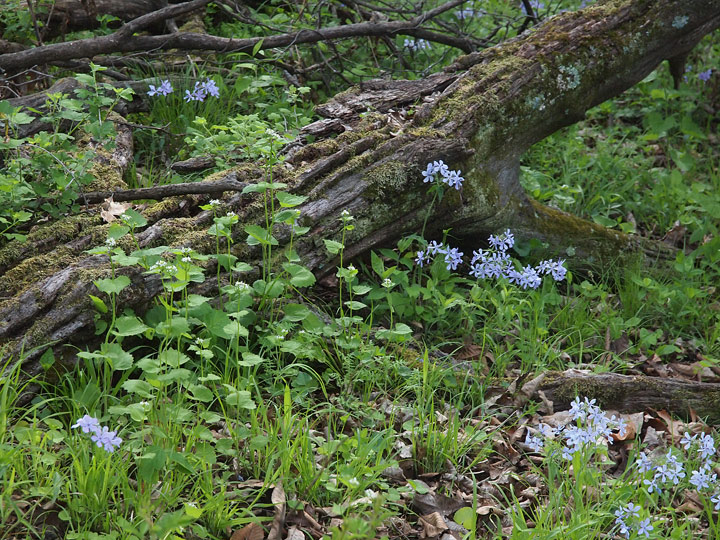 Woodland view