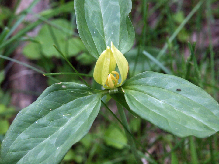 Yellow Trillium
