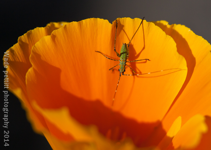 Buggy
