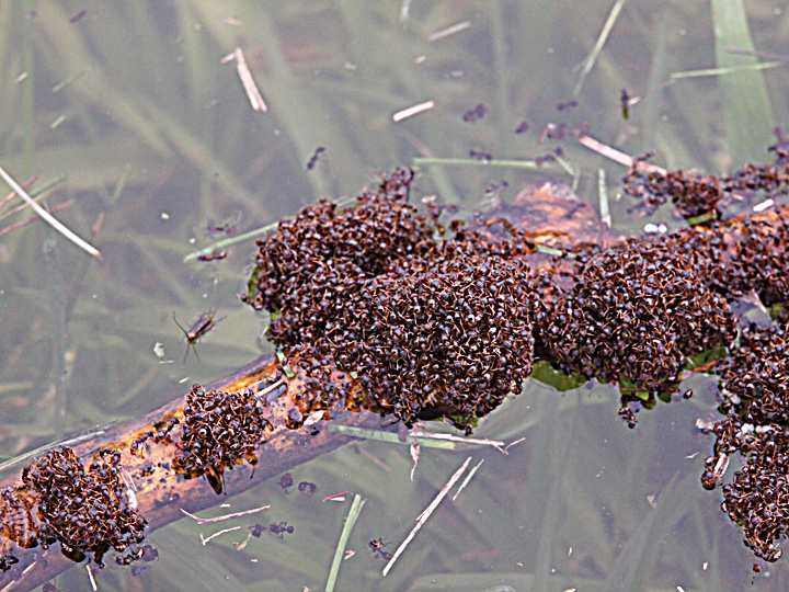Ants