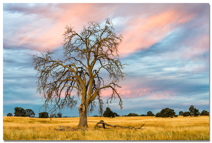 Old Oak